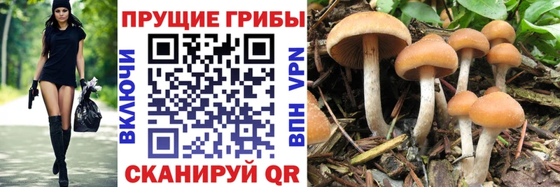 где можно купить   Жирновск  Галлюциногенные грибы Psilocybe 